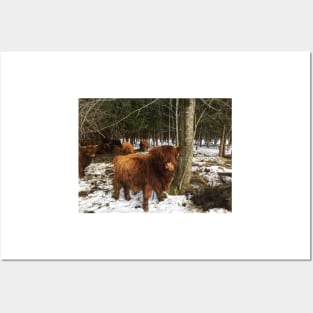 Scottish Highland Cattle Calf 1960 Posters and Art